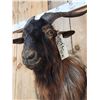 Image 5 : Feral Goat Shoulder Mount Taxidermy