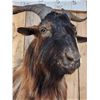 Image 6 : Feral Goat Shoulder Mount Taxidermy