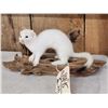 Image 2 : Weasel On Driftwood Taxidermy