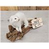Image 3 : Weasel On Driftwood Taxidermy