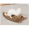 Image 4 : Weasel On Driftwood Taxidermy
