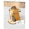 Image 3 : Backpacking Squirrel Taxidermy Mount