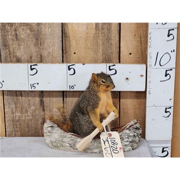 Squirrel In A Birch Bark Canoe Taxidermy