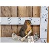 Image 1 : Squirrel In A Birch Bark Canoe Taxidermy