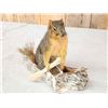 Image 2 : Squirrel In A Birch Bark Canoe Taxidermy