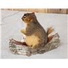 Image 3 : Squirrel In A Birch Bark Canoe Taxidermy