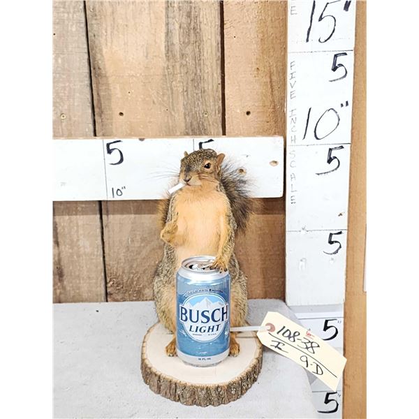 Naughty Squirrel Taxidermy Mount