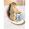 Image 2 : Naughty Squirrel Taxidermy Mount