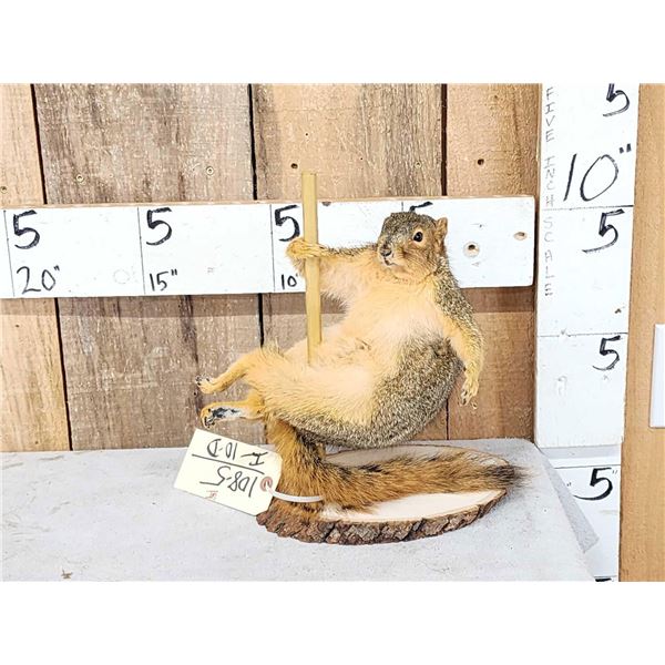 Squirrel On A Stripper Pole Taxidermy