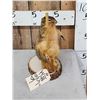 Image 2 : Squirrel On A Stripper Pole Taxidermy