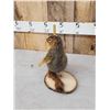 Image 3 : Squirrel On A Stripper Pole Taxidermy
