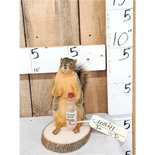 Naughty Squirrel Taxidermy Mount