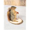Image 2 : Naughty Squirrel Taxidermy Mount