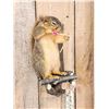 Image 2 : Bow Hunting Squirrel In A Tree Stand Taxidermy