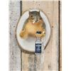 Image 2 : Naughty Squirrel Taxidermy Mount