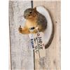 Image 3 : Naughty Squirrel Taxidermy Mount