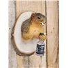 Image 4 : Naughty Squirrel Taxidermy Mount