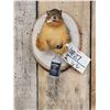 Image 2 : Naughty Squirrel Taxidermy Mount
