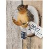 Image 4 : Naughty Squirrel Taxidermy Mount