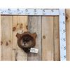 Image 1 : Cute Beaver Half Body Taxidermy Mount