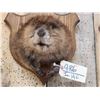 Image 2 : Cute Beaver Half Body Taxidermy Mount