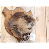 Image 3 : Cute Beaver Half Body Taxidermy Mount
