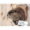 Image 4 : Cute Beaver Half Body Taxidermy Mount