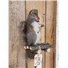 Image 2 : Bow Hunting Squirrel In A Tree Stand Taxidermy