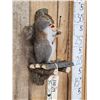 Image 4 : Bow Hunting Squirrel In A Tree Stand Taxidermy