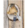 Image 2 : Naughty Squirrel Taxidermy Mount
