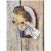 Image 3 : Naughty Squirrel Taxidermy Mount