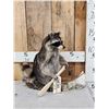 Image 1 : Raccoon In A Birch Bark Canoe Taxidermy