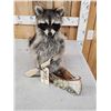 Image 3 : Raccoon In A Birch Bark Canoe Taxidermy