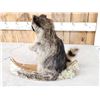 Image 4 : Raccoon In A Birch Bark Canoe Taxidermy