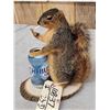 Image 3 : Naughty Squirrel Taxidermy Mount