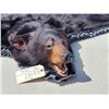Image 3 : Nice Black Bear Rug Taxidermy
