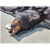Image 4 : Nice Black Bear Rug Taxidermy