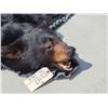 Image 8 : Nice Black Bear Rug Taxidermy