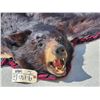 Image 2 : Nice Black Bear Rug Taxidermy