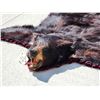 Image 3 : Nice Black Bear Rug Taxidermy