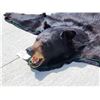 Image 4 : Black Bear Rug Taxidermy