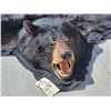 Image 2 : Black Bear Rug Taxidermy