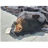 Image 3 : Black Bear Rug Taxidermy
