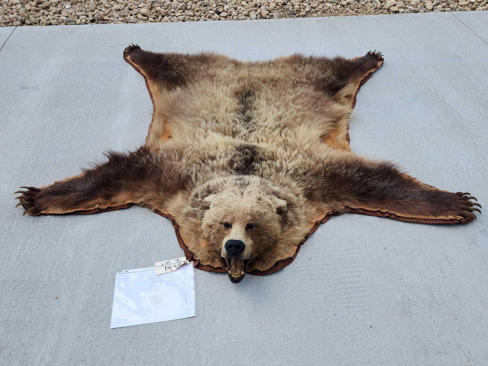 Original Grumpy Bear Rug Nice Vintage Alaskan Grizzly Bear Rug Taxidermy