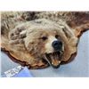 Image 2 : Nice Vintage Alaskan Grizzly Bear Rug Taxidermy