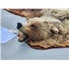 Image 3 : Nice Vintage Alaskan Grizzly Bear Rug Taxidermy