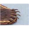 Image 5 : Nice Vintage Alaskan Grizzly Bear Rug Taxidermy