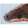 Image 8 : Nice Vintage Alaskan Grizzly Bear Rug Taxidermy