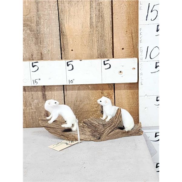2 Weasels Playing On Driftwood Taxidermy