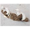 Image 2 : 2 Weasels Playing On Driftwood Taxidermy